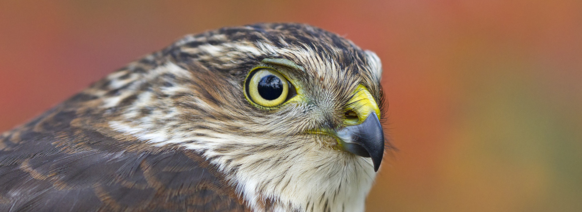 Michigan State Bird Observatory