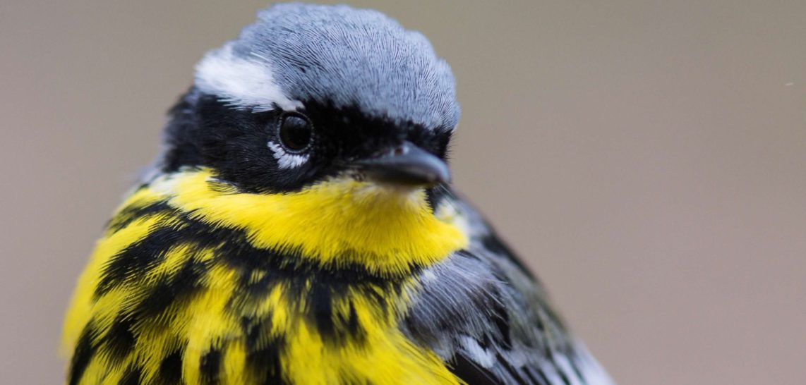 Michigan State Bird Observatory