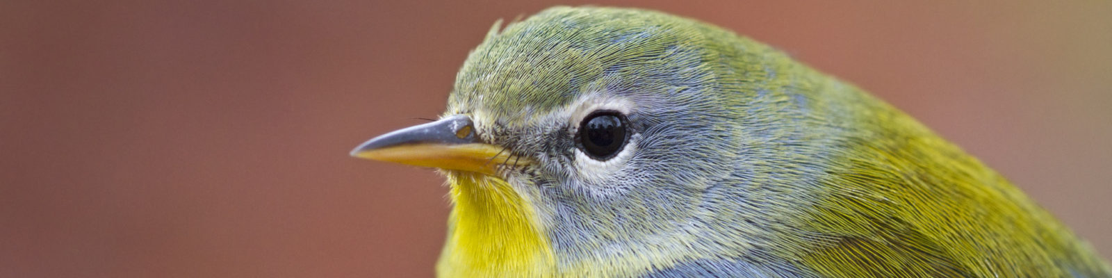 Michigan State Bird Observatory