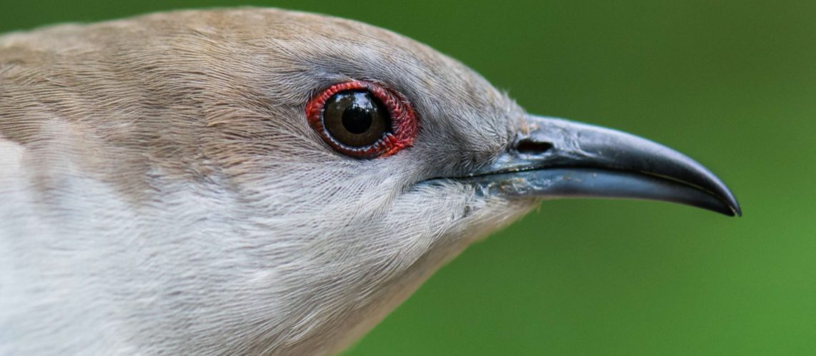 Michigan State Bird Observatory